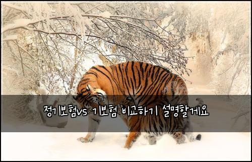 정기보험vs 기보험 비교하기 설명할게요