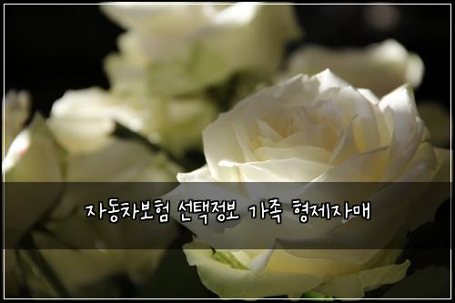 ์๋์ฐจ๋ณดํ ์ ํ์ ๋ณด ๊ฐ์กฑ ํ์ ์๋งค