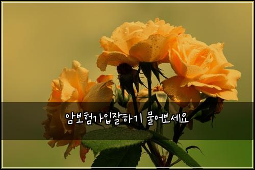 암보험가입잘하기 물어보세요