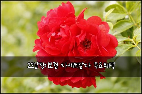 22살정기보험 자세히알자  주요혜택