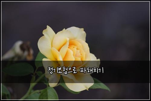 정기보험으로 파해치기