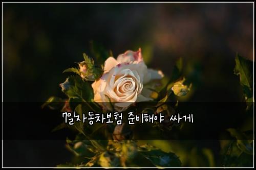 7일자동차보험 준비해야  싸게