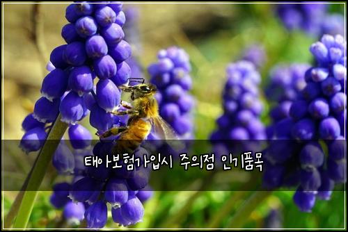 태아보험가입시 주의점 인기품목