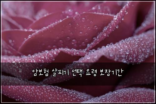 암보험 살피기  선택 요령 보장기간