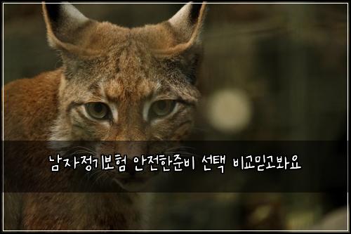 남자정기보험 안전한준비  선택 비교믿고봐요