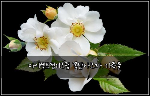 다이렉트정기보험 꼭받아보자  가족을