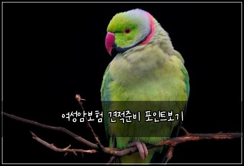 여성암보험 견적준비  포인트보기