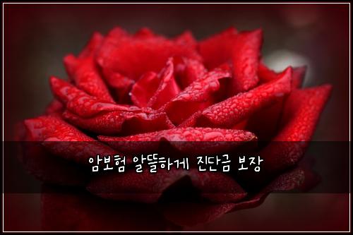 암보험 알뜰하게  진단금 보장