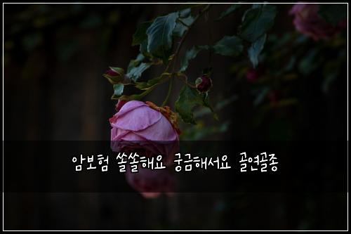암보험 쏠쏠해요  궁금해서요 골연골종