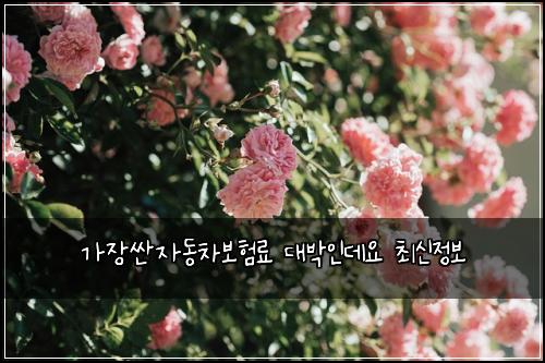 ๊ฐ์ฅ์ผ์๋์ฐจ๋ณดํ๋ฃ ๋๋ฐ์ธ๋ฐ์ ์ต์ ์ ๋ณด