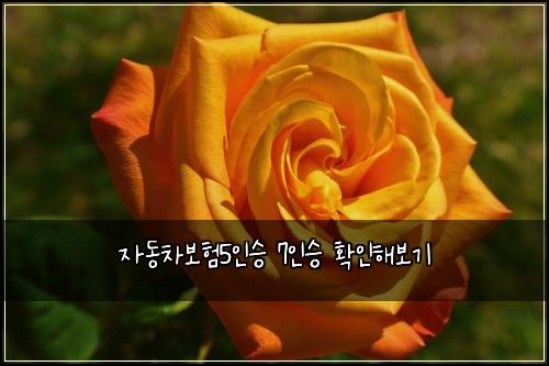 ์๋์ฐจ๋ณดํ5์ธ์น 7์ธ์น ํ์ธํด๋ณด๊ธฐ