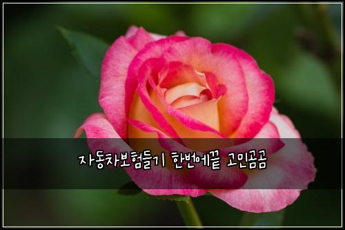 자동차보험들기 한번에끝 고민곰곰