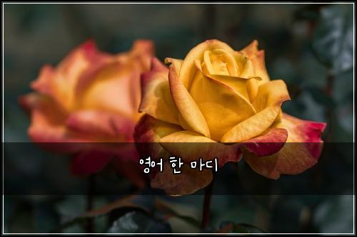영어 한 마디