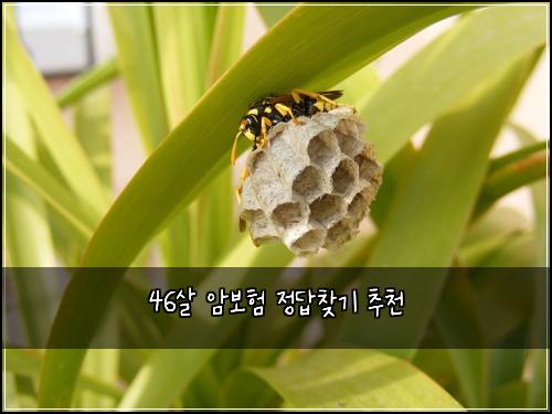 46살 암보험 정답찾기  추천
