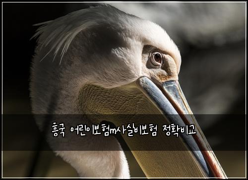 ํฅ๊ตญ ์ด๋ฆฐ์ด๋ณดํm์ฌ์ค๋น๋ณดํ ์ ํ๋น๊ต