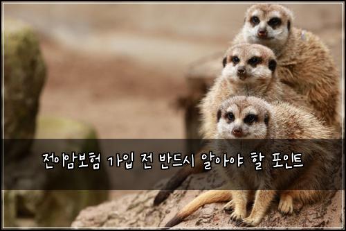 전이암보험 가입 전 반드시 알아야 할 포인트
