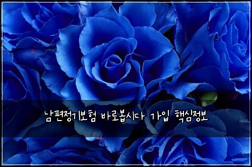 남편정기보험 바로봅시다  가입 핵심정보