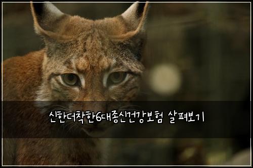신한더착한6대종신건강보험 살펴보기