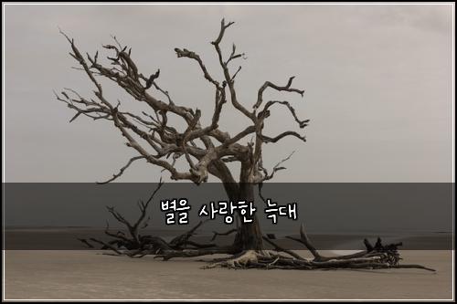 별을 사랑한 늑대