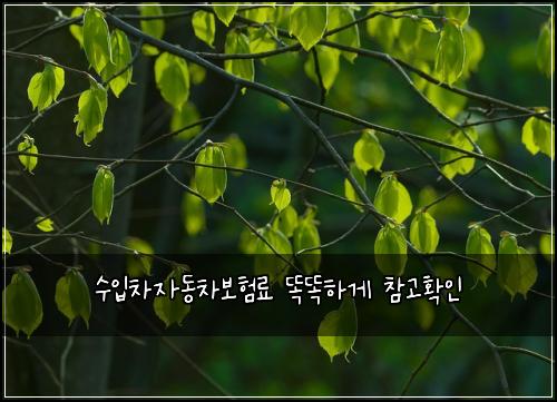 수입차자동차보험료 똑똑하게 참고확인
