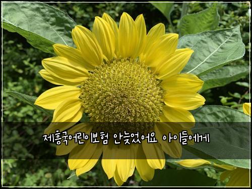 제흥국어린이보험 안늦었어요  아이들에게