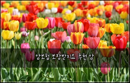 암보험 보장받지요  추천 암