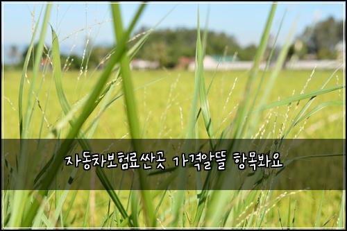 자동차보험료싼곳 가격알뜰 항목봐요