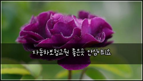 ์๋์ฐจ๋ณดํ๊ต์ ์ข์๊ณณ ์์ฌ์ด๋์