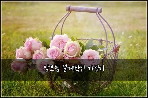 암보험 설계확인  가입기