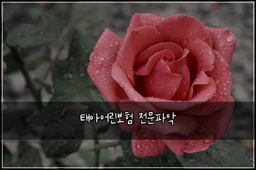 태아어린보험 전문파악 