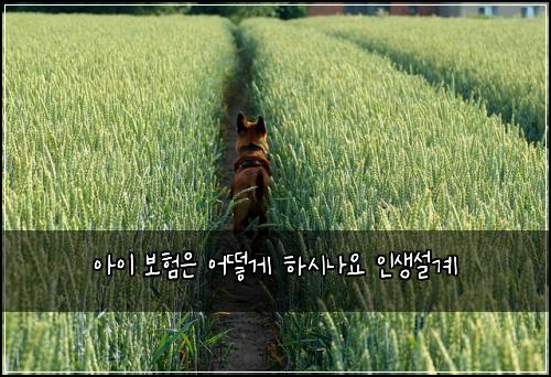 아이 보험은 어떻게 하시나요 인생설계