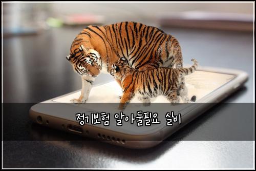 정기보험 알아둘필요  실비
