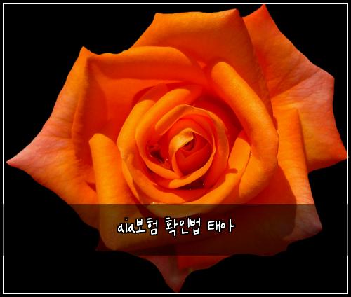aia보험 확인법  태아