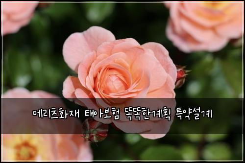 ๋ฉ๋ฆฌ์ธ ํ์ฌ ํ์๋ณดํ ๋๋ํ๊ณํ ํน์ฝ์ค๊ณ