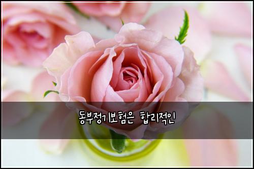 동부정기보험은 합리적인