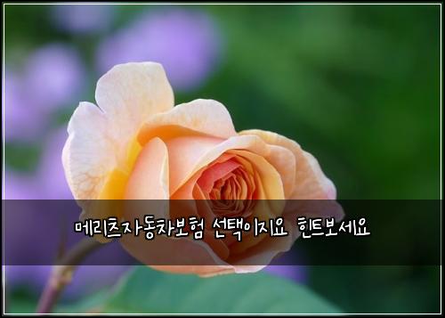 메리츠자동차보험 선택이지요  힌트보세요