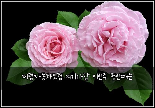 저렴자동차보험 여기가갑  이번주 첫번째는