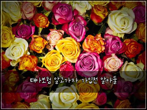 태아보험 알고가자  가입전 알아둘