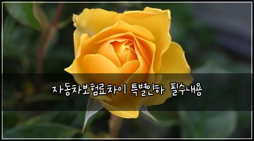 ์๋์ฐจ๋ณดํ๋ฃ์ฐจ์ด ํน๋ณ์ธํ ํ์๋ด์ฉ