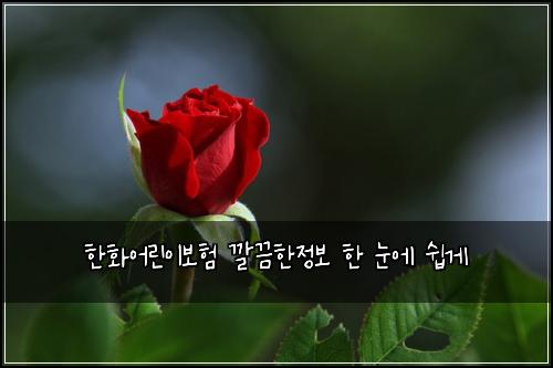 한화어린이보험 깔끔한정보  한 눈에 쉽게