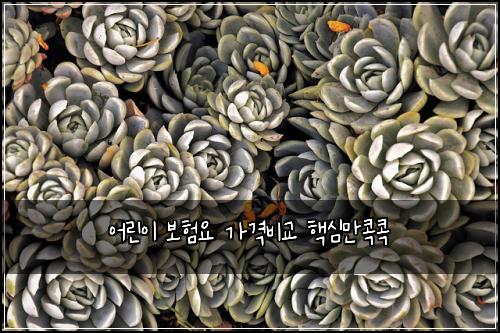 어린이 보험요 가격비교 핵심만콕콕