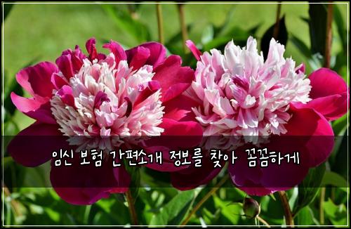 ์์ ๋ณดํ ๊ฐํธ์๊ฐ ์ ๋ณด๋ฅผ ์ฐพ์ ๊ผผ๊ผผํ๊ฒ