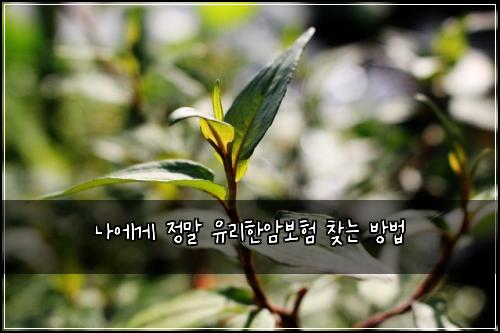 나에게 정말 유리한암보험 찾는 방법