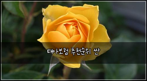 태아보험 추천순위  싼