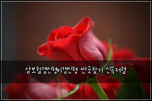 암보험갱신형비갱신형 싼곳찾기 신속저렴