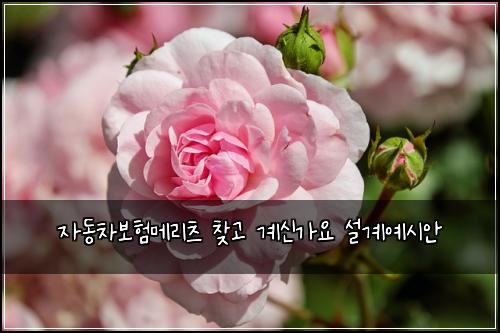 자동차보험메리츠 찾고 계신가요 설계예시안