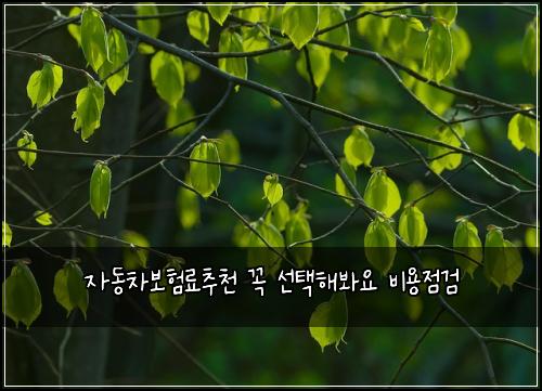 자동차보험료추천 꼭 선택해봐요 비용점검