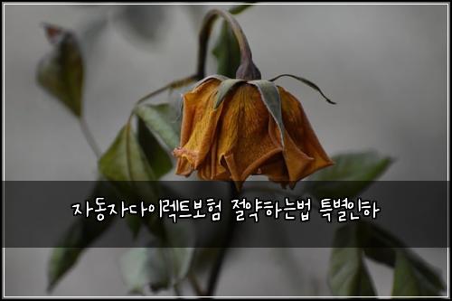 자동자다이렉트보험 절약하는법  특별인하