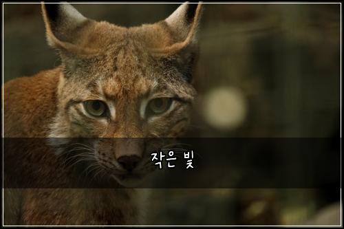 작은 빛