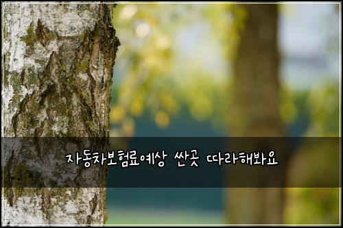 자동차보험료예상 싼곳 따라해봐요